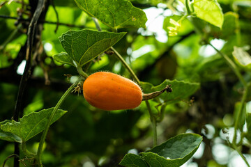It's a ripe pointed gourd. it's a very tasty vegetable as well as cheap.