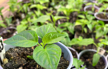 Many chili seedlings grow in small pots