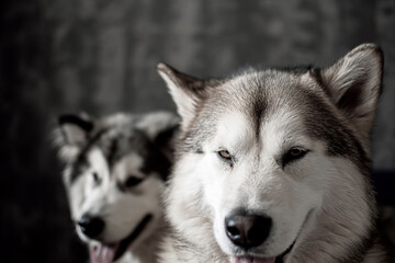 Obraz premium Two funny dog snouts closeup. Cute Alaskan Malamutes in the indoors. Doggy family with white fur and grey ears. Selective focus on the details, blurred background.
