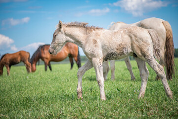 Obraz na płótnie Canvas Rural horses graze on the collective farm field in the summer.