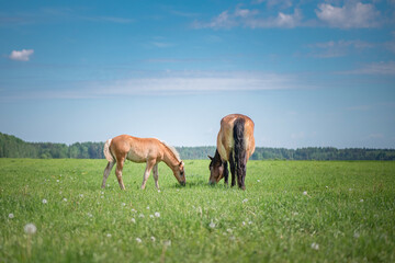 Naklejka na ściany i meble Rural horses graze on the collective farm field in the summer.