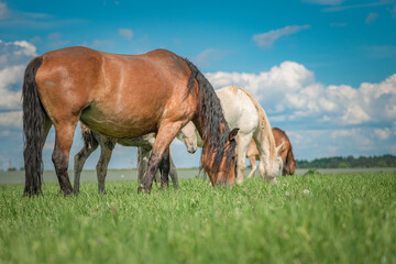 Obraz premium Rural horses graze on the collective farm field in the summer.