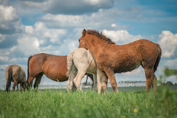 Obraz premium Rural horses graze on the collective farm field in the summer.