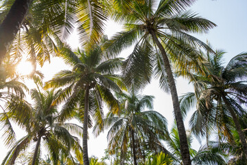Fototapeta na wymiar coconut trees against the sun