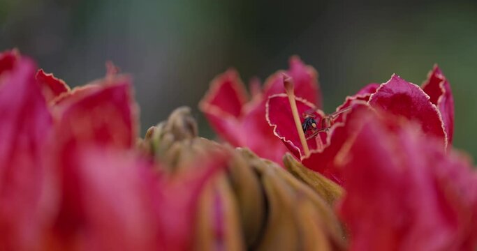 Bug eating out of red Canna Lilly flower - up close