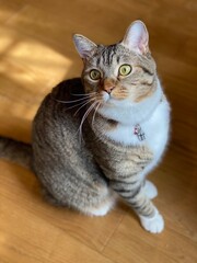 portrait of a cat, curious eyes, Mr. Marshmallow March 13th, 2022