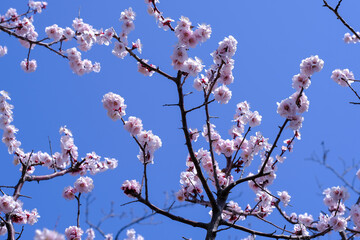 淡いピンクの梅の花と青い空