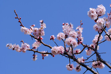 淡いピンクの梅の花と青い空