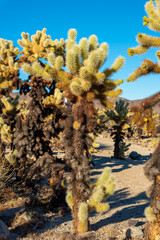 Unique, amazing Cholla Cactus seen in the wild with incredible Joshua Tree landscape in the background. 
