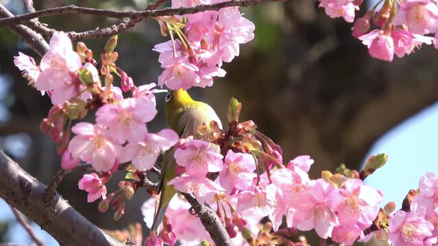 Warbling white-eye, Zosterops Japonicus bird feeding on nectar of cherry flower tree in Japan. Close up. 4K