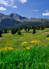 Wildflowers in the foreground with the San Juan Mountains in the background
