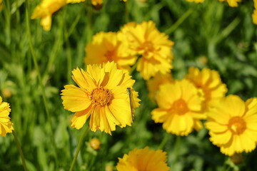 オオキンケイギクに止まるイトトンボ