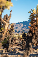 Unique, amazing Cholla Cactus seen in the wild with incredible Joshua Tree landscape in the...