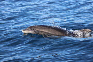 Obraz premium dolphin in the water