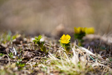 佐渡島に早春を告げるスプリングエフェメラル福寿草
