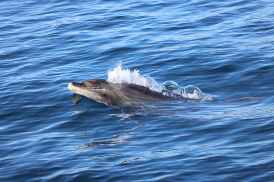 dolphin in water, Bottlenose Dolphin swimming, Pacific Ocean,  Dana Point, California