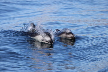 Fototapeta premium pair of dolphins