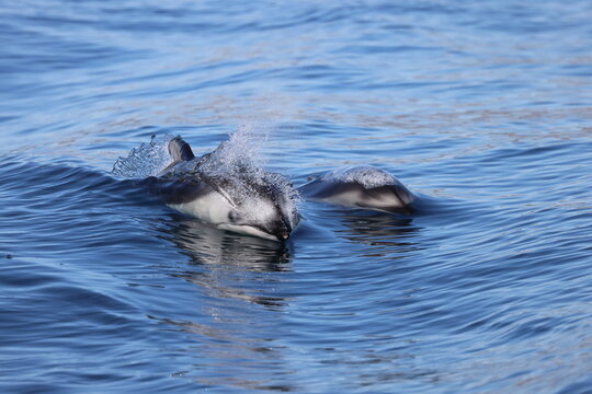 dolphin swimming in water, Pacific white-sided dolphins