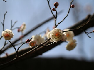 日の光を透過している美しい白梅