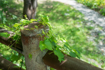 手すりと緑の葉