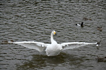羽根を広げた白鳥
