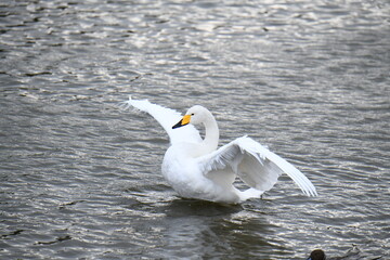 羽根を広げた白鳥