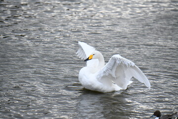 羽根を広げた白鳥