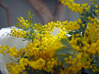A bouquet of mimosa flower. Women's day.