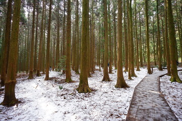 winter cedar forest and people