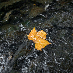 Yellow oak leaf under water in a creek