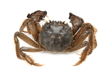 Crab isolated in white background