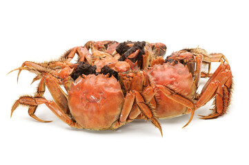 Cooked crab isolated in white background 