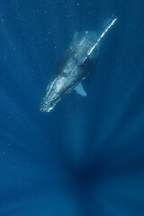 Fototapeta premium Humpback whale