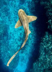 Leopard Shark © larisa