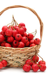 Hawthorn on white background 