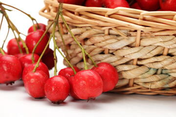 Hawthorn on white background 