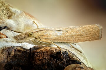 moth on leaf