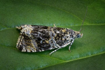 moth on leaf