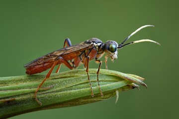 macro shot of a fly