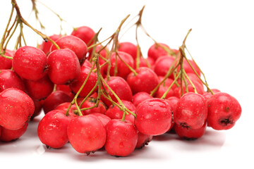 Hawthorn on a white background 