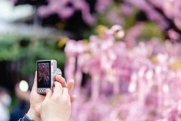 花を撮影　河津桜　カメラ