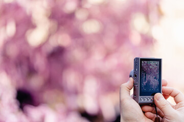 花を撮影　河津桜　カメラ