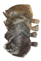 Turbot fish on white background