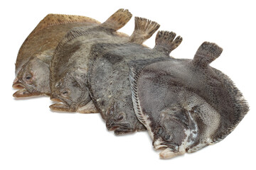 Turbot fish on white background