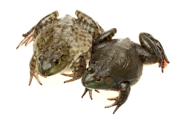 Bullfrog, Rana catesbeiana, against white background, studio shot