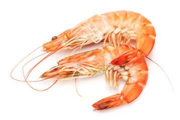 shrimps on a white background