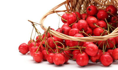 Hawthorn on a white background 