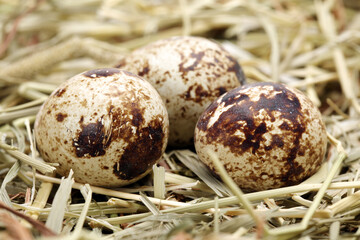 quail eggs in the grass