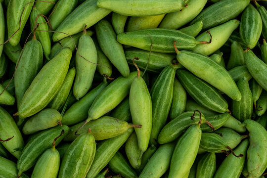 These are raw pointed gourd. Potol vegetable is a vine plant
