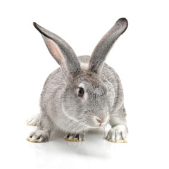 grey rabbit on a white background 